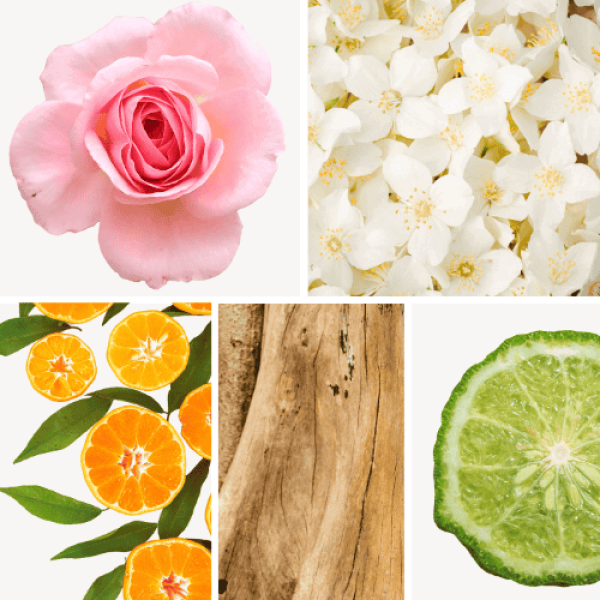 Duftnoten: Rose, Jasmin, Mandarine, Sandelholz, Bergamotte